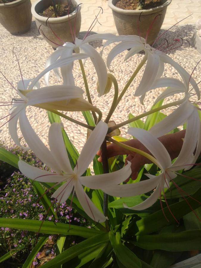 Flor De Mandacaru Pousada Boqueirao  Buitenkant foto